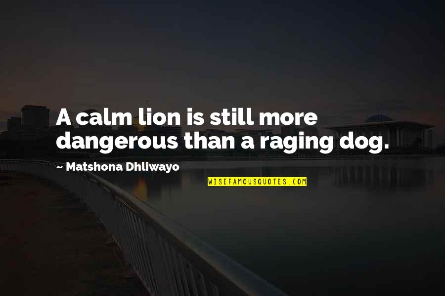 Dog Wise Quotes By Matshona Dhliwayo: A calm lion is still more dangerous than