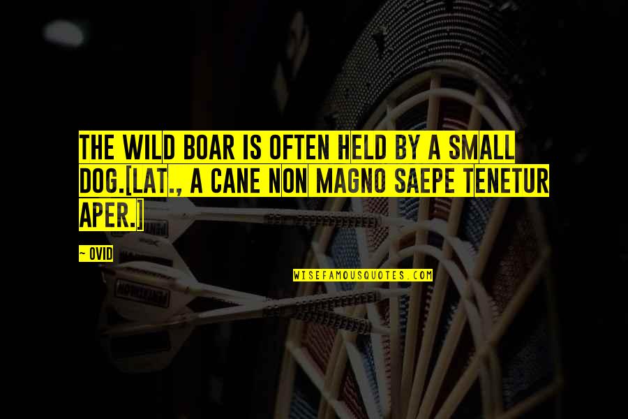 Domesticated Cat Quotes By Ovid: The wild boar is often held by a