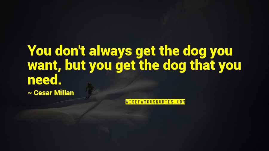 Don Cesar Quotes By Cesar Millan: You don't always get the dog you want,