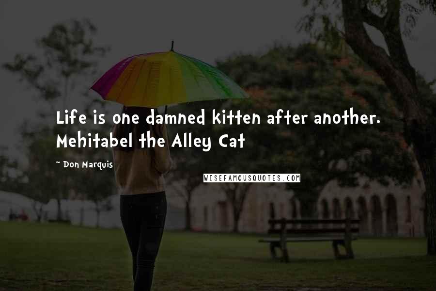 Don Marquis quotes: Life is one damned kitten after another. Mehitabel the Alley Cat