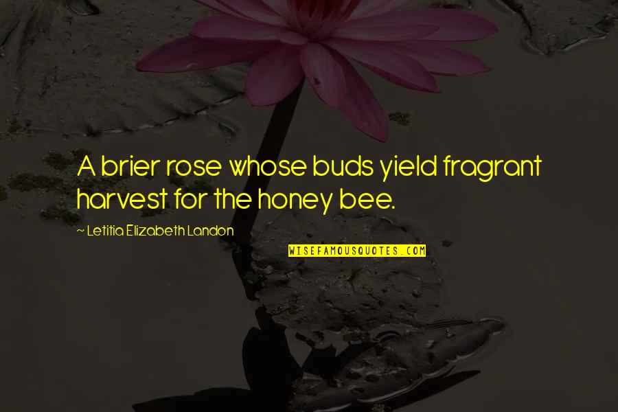 Downstate Small Quotes By Letitia Elizabeth Landon: A brier rose whose buds yield fragrant harvest Downstate Small Quotes By Letitia Elizabeth Landon: A brier rose whose buds yield fragrant harvest