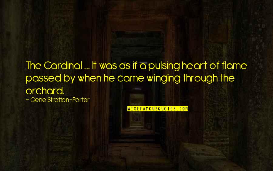Drippings Quotes By Gene Stratton-Porter: The Cardinal ... It was as if a