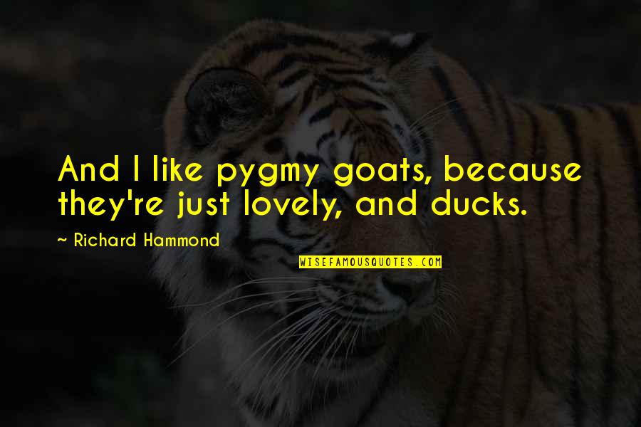 Ducks Quotes By Richard Hammond: And I like pygmy goats, because they're just