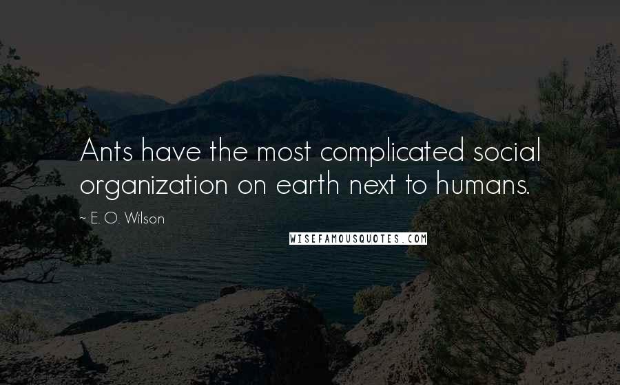 E. O. Wilson quotes: Ants have the most complicated social organization on earth next to humans.