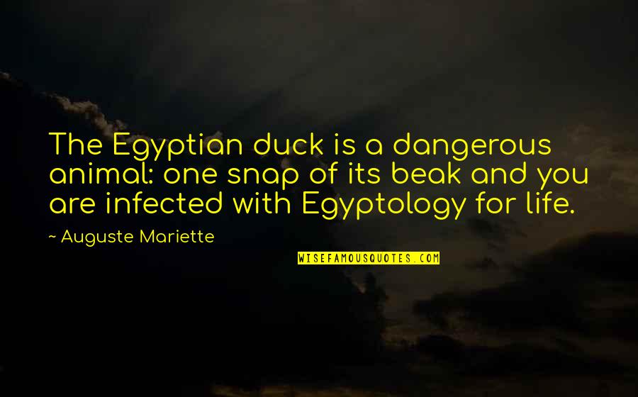 Egyptology Quotes By Auguste Mariette: The Egyptian duck is a dangerous animal: one