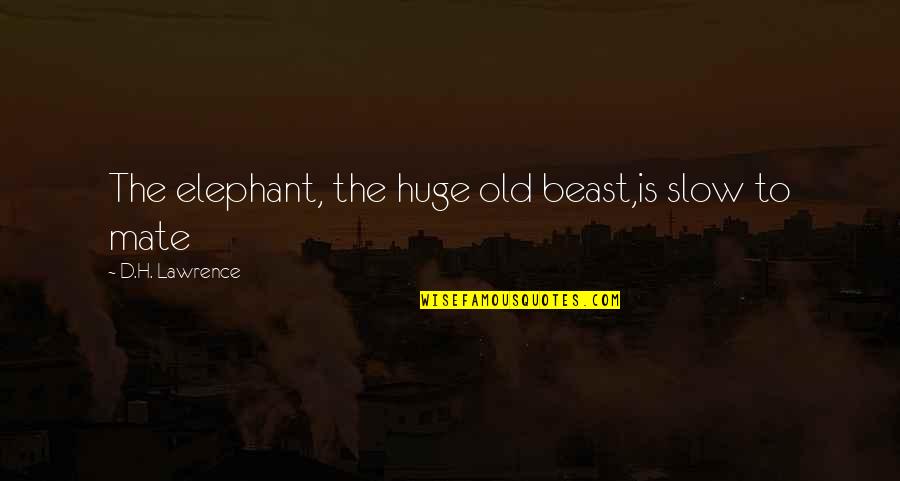 Elephant Quotes By D.H. Lawrence: The elephant, the huge old beast,is slow to