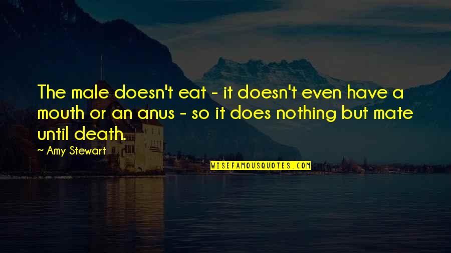 Elf I Love Smiling Quotes By Amy Stewart: The male doesn't eat - it doesn't even