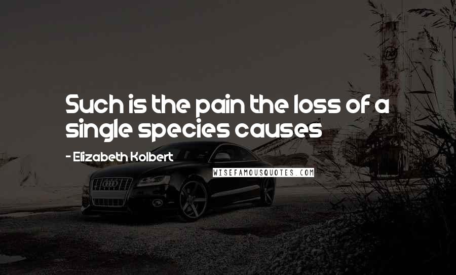 Elizabeth Kolbert quotes: Such is the pain the loss of a single species causes