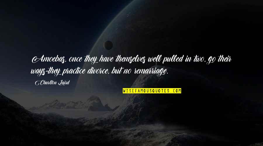 Emmily Santibanez Quotes By Charlton Laird: Amoebas, once they have themselves well pulled in Emmily Santibanez Quotes By Charlton Laird: Amoebas, once they have themselves well pulled in