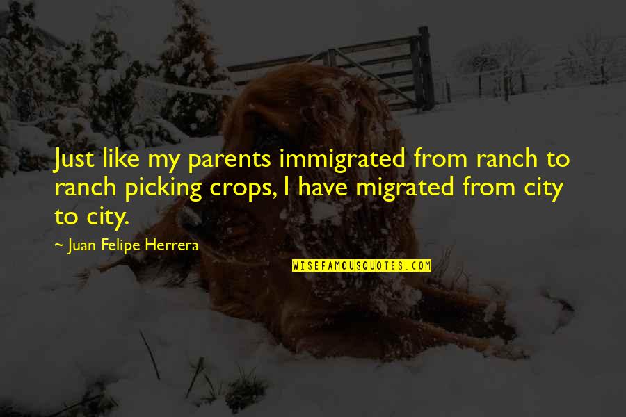 Enceguecer Quotes By Juan Felipe Herrera: Just like my parents immigrated from ranch to Enceguecer Quotes By Juan Felipe Herrera: Just like my parents immigrated from ranch to