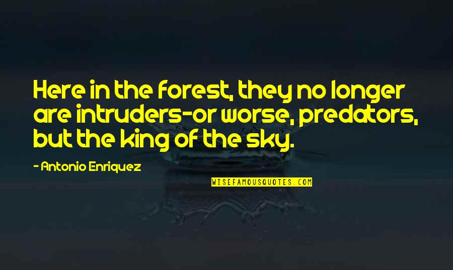Enriquez Quotes By Antonio Enriquez: Here in the forest, they no longer are Enriquez Quotes By Antonio Enriquez: Here in the forest, they no longer are