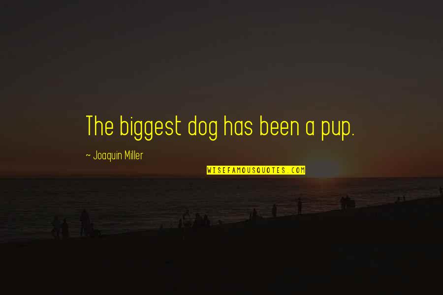Enrollee Plural Quotes By Joaquin Miller: The biggest dog has been a pup.