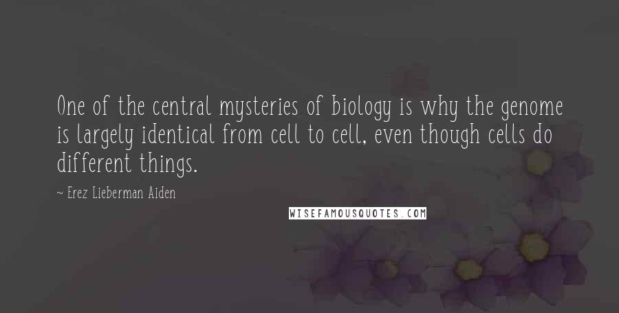 Erez Lieberman Aiden quotes: One of the central mysteries of biology is why the genome is largely identical from cell to cell, even though cells do different things.