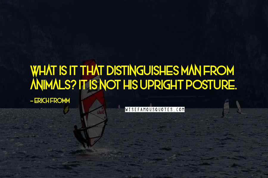 Erich Fromm quotes: What is it that distinguishes man from animals? It is not his upright posture. Erich Fromm quotes: What is it that distinguishes man from animals? It is not his upright posture.