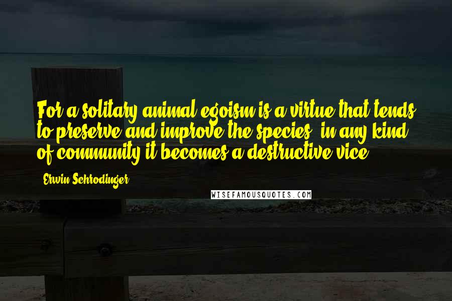 Erwin Schrodinger quotes: For a solitary animal egoism is a virtue that tends to preserve and improve the species: in any kind of community it becomes a destructive vice.