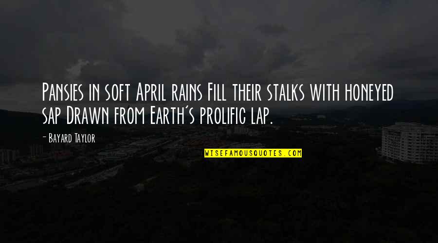 Eschbach Quotes By Bayard Taylor: Pansies in soft April rains Fill their stalks Eschbach Quotes By Bayard Taylor: Pansies in soft April rains Fill their stalks