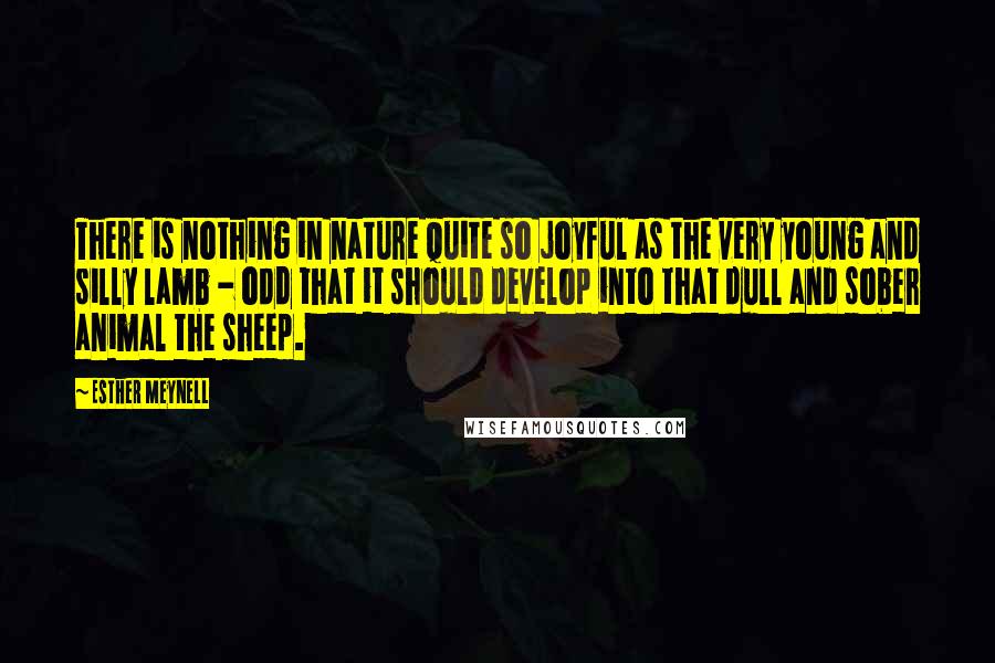 Esther Meynell quotes: There is nothing in nature quite so joyful as the very young and silly lamb - odd that it should develop into that dull and sober animal the sheep. Esther Meynell quotes: There is nothing in nature quite so joyful as the very young and silly lamb - odd that it should develop into that dull and sober animal the sheep.