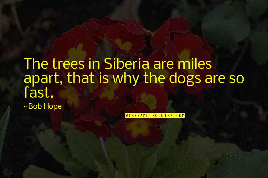 Even If We're Miles Apart Quotes By Bob Hope: The trees in Siberia are miles apart, that