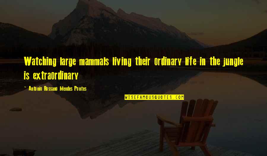 Extraordinary Life Quotes By Antonio Rossano Mendes Pontes: Watching large mammals living their ordinary life in