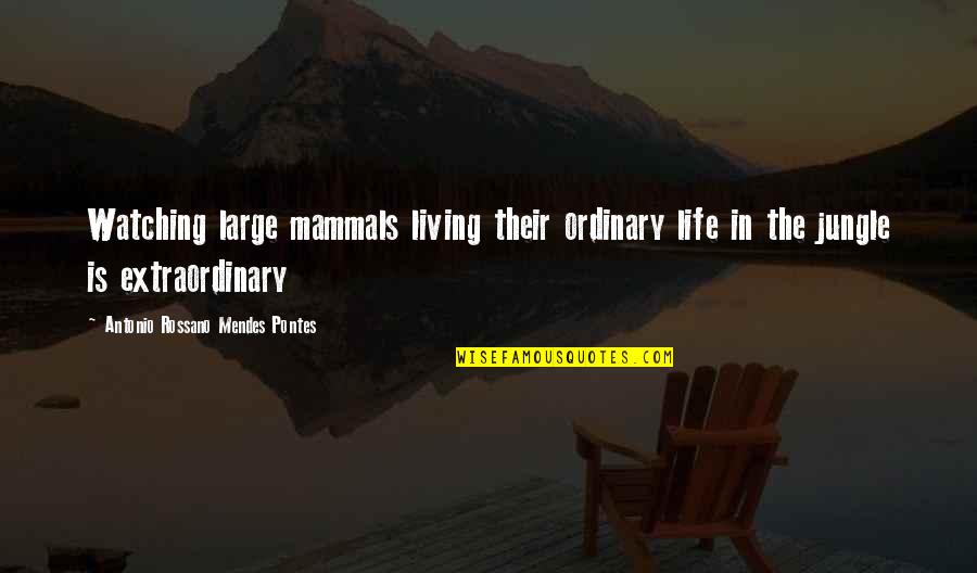 Extraordinary Ordinary Quotes By Antonio Rossano Mendes Pontes: Watching large mammals living their ordinary life in Extraordinary Ordinary Quotes By Antonio Rossano Mendes Pontes: Watching large mammals living their ordinary life in