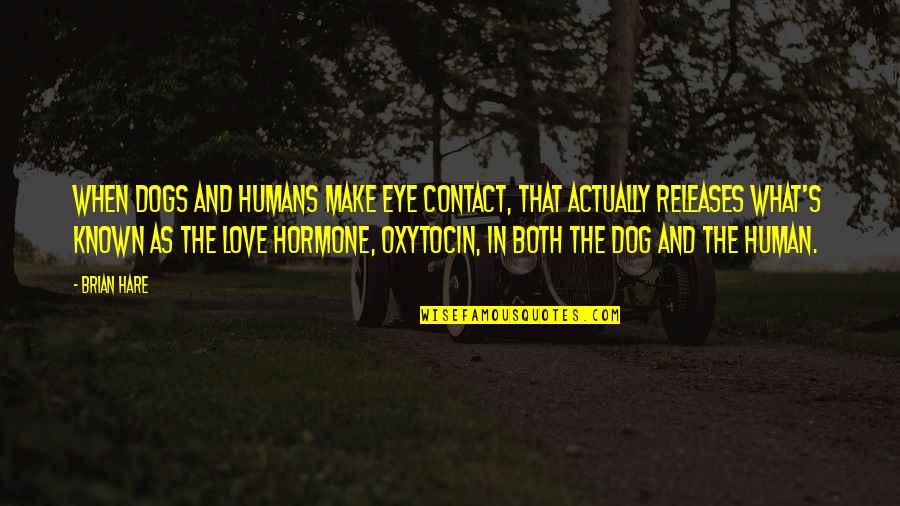 Eye Contact And Love Quotes By Brian Hare: When dogs and humans make eye contact, that