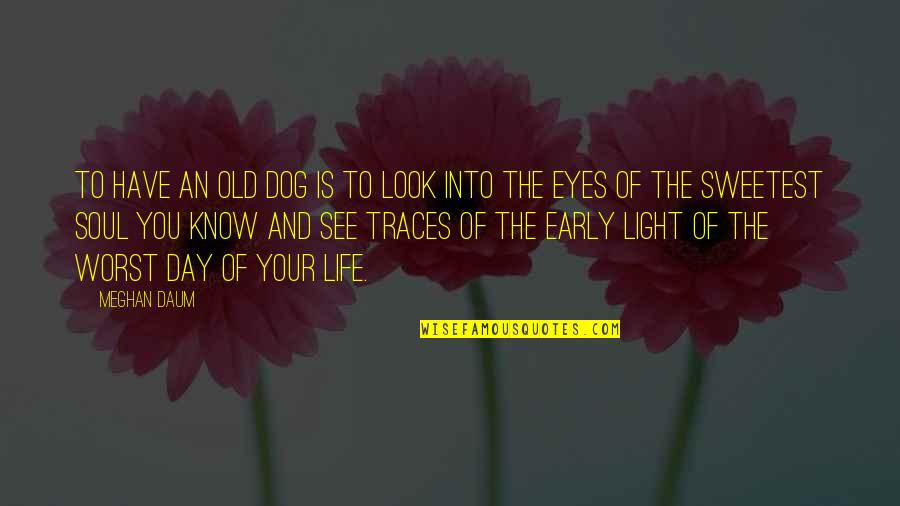 Eyes And Soul Quotes By Meghan Daum: To have an old dog is to look