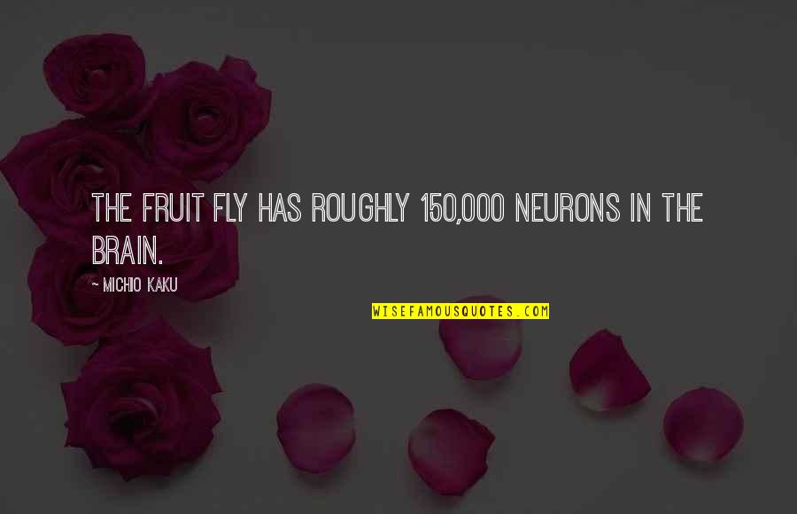 F 150 Quotes By Michio Kaku: The fruit fly has roughly 150,000 neurons in F 150 Quotes By Michio Kaku: The fruit fly has roughly 150,000 neurons in