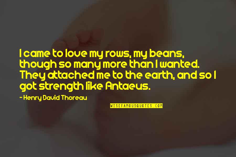 Famous Embroidery Quotes By Henry David Thoreau: I came to love my rows, my beans,