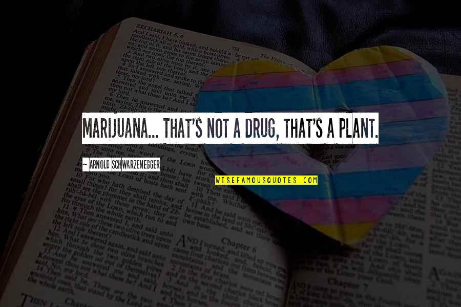 Famous Thundercats Quotes By Arnold Schwarzenegger: Marijuana... That's not a drug, that's a plant. Famous Thundercats Quotes By Arnold Schwarzenegger: Marijuana... That's not a drug, that's a plant.