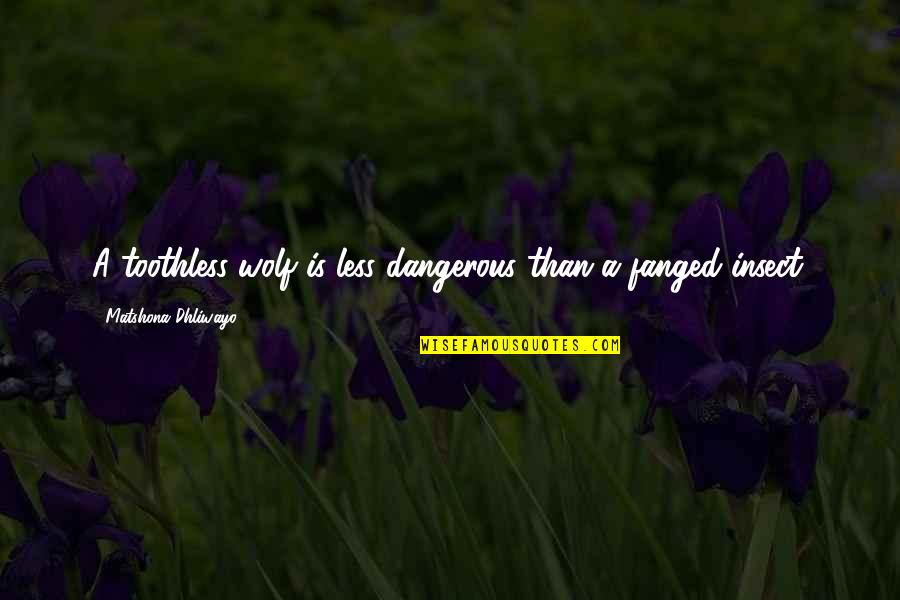 Fanged Quotes By Matshona Dhliwayo: A toothless wolf is less dangerous than a Fanged Quotes By Matshona Dhliwayo: A toothless wolf is less dangerous than a
