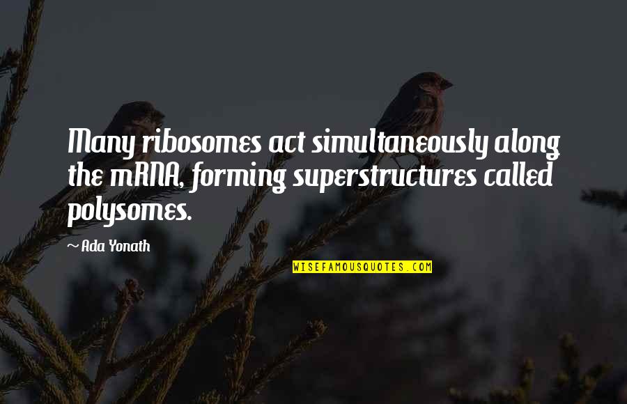 Fartool Quotes By Ada Yonath: Many ribosomes act simultaneously along the mRNA, forming