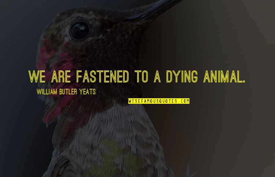 Fastened Quotes By William Butler Yeats: We are fastened to a dying animal.
