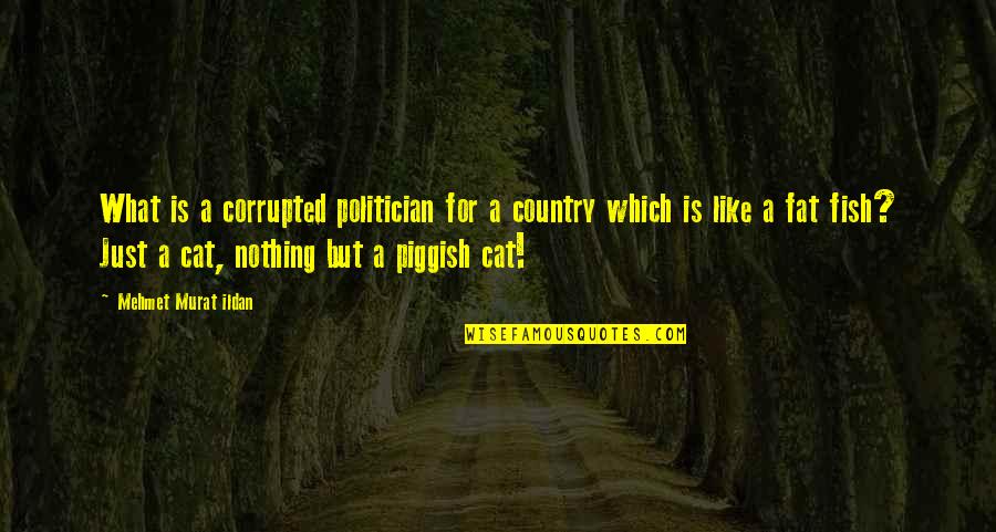 Fat Cat Quotes By Mehmet Murat Ildan: What is a corrupted politician for a country