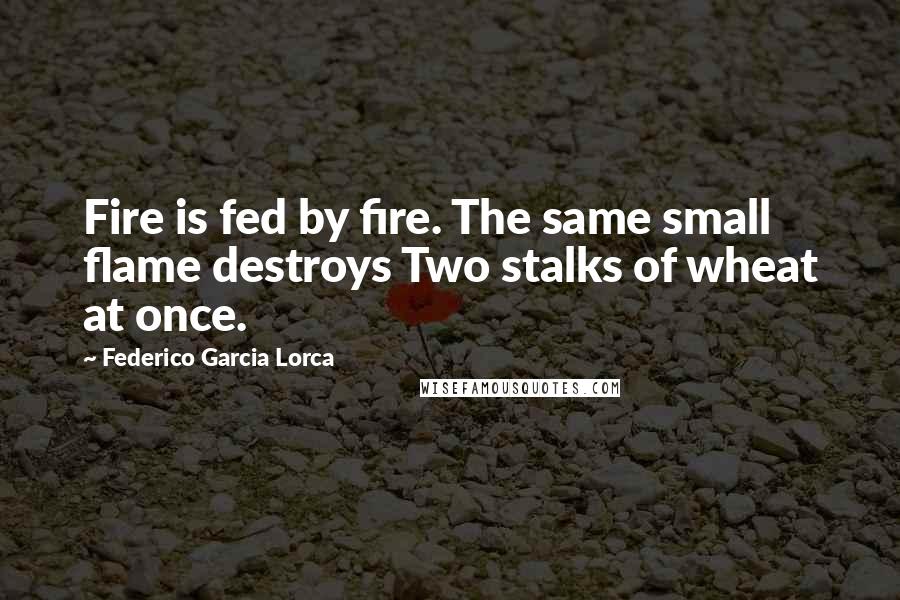 Federico Garcia Lorca quotes: Fire is fed by fire. The same small flame destroys Two stalks of wheat at once.