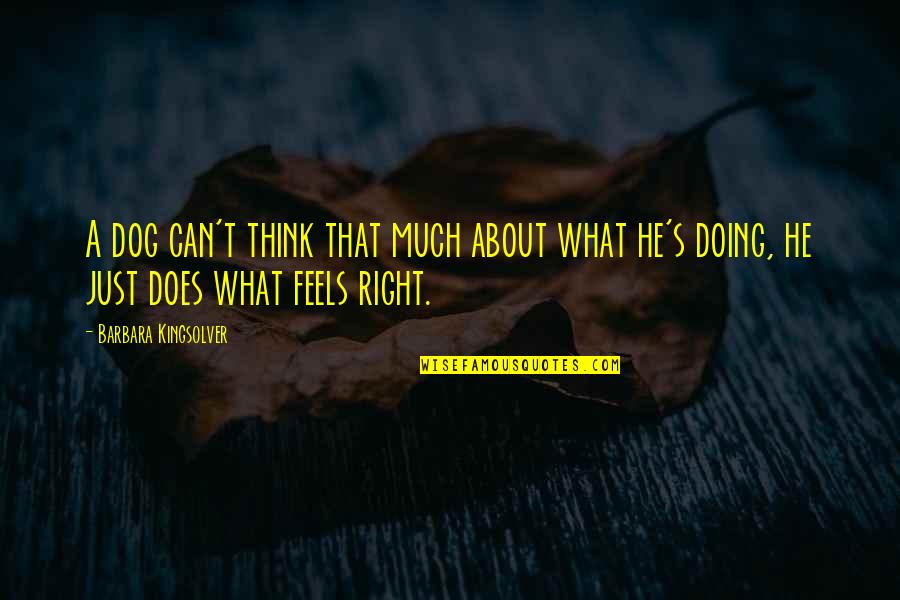 Feels Just Quotes By Barbara Kingsolver: A dog can't think that much about what