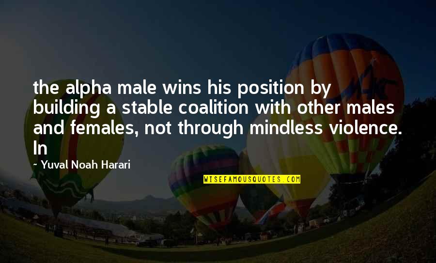 Females And Males Quotes By Yuval Noah Harari: the alpha male wins his position by building