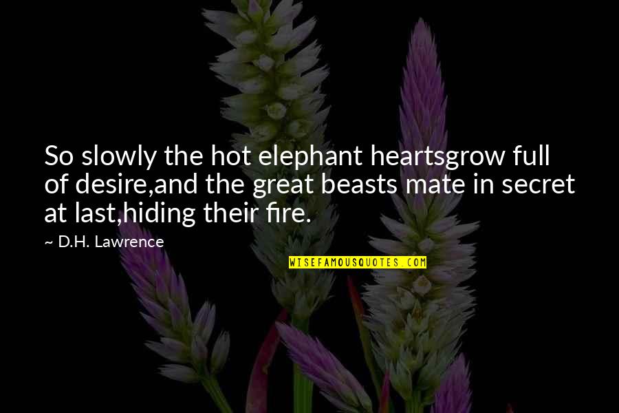Fire In Heart Quotes By D.H. Lawrence: So slowly the hot elephant heartsgrow full of