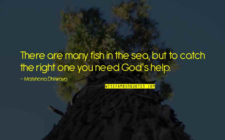 Fish's Quotes By Matshona Dhliwayo: There are many fish in the sea, but