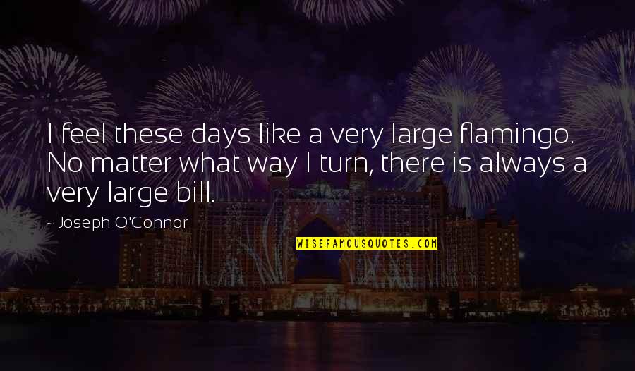 Flamingo Quotes By Joseph O'Connor: I feel these days like a very large