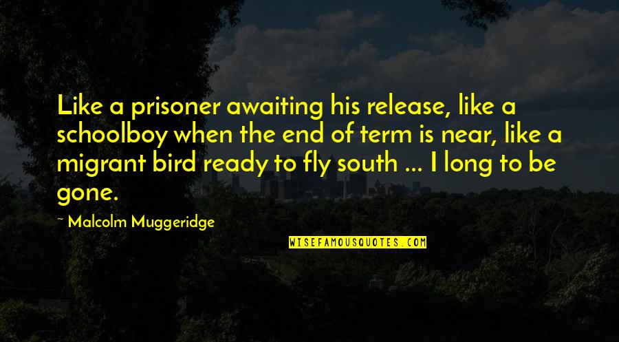 Flanco Telefoane Quotes By Malcolm Muggeridge: Like a prisoner awaiting his release, like a Flanco Telefoane Quotes By Malcolm Muggeridge: Like a prisoner awaiting his release, like a