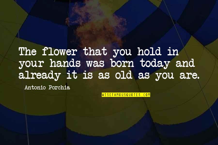 Flower And Quotes By Antonio Porchia: The flower that you hold in your hands