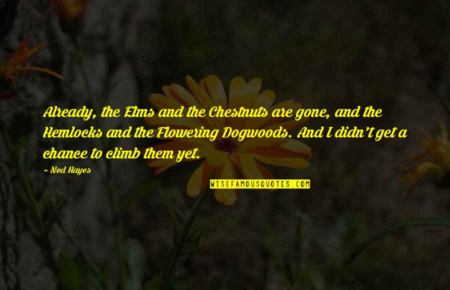 Flowering Quotes By Ned Hayes: Already, the Elms and the Chestnuts are gone, Flowering Quotes By Ned Hayes: Already, the Elms and the Chestnuts are gone,