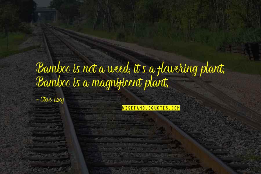Flowering Quotes By Steve Lacy: Bamboo is not a weed, it's a flowering