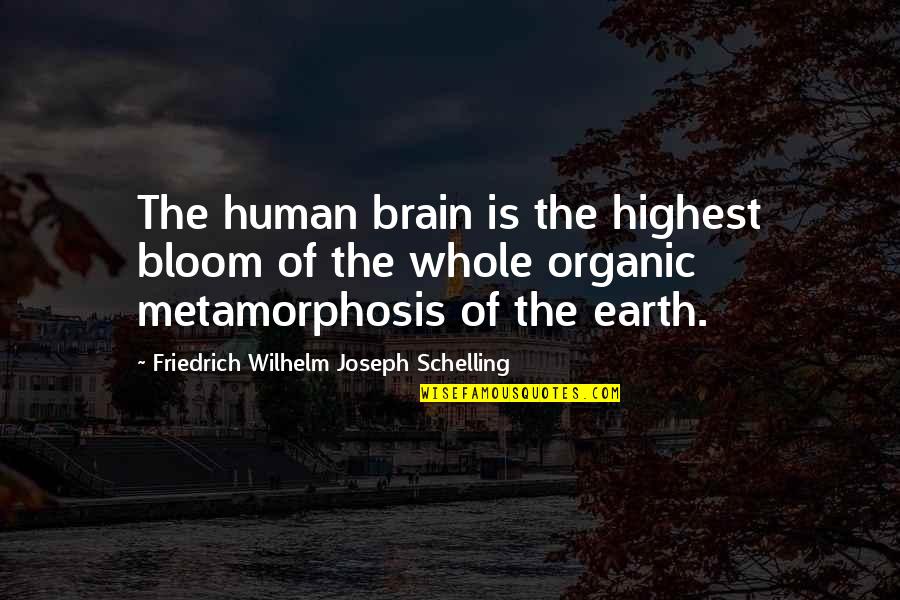 Folic Quotes By Friedrich Wilhelm Joseph Schelling: The human brain is the highest bloom of