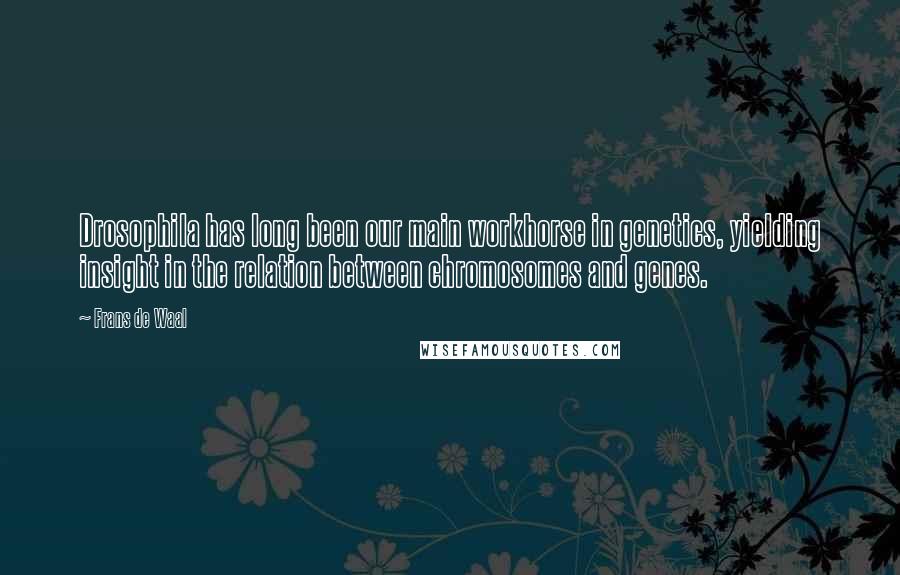 Frans De Waal quotes: Drosophila has long been our main workhorse in genetics, yielding insight in the relation between chromosomes and genes.