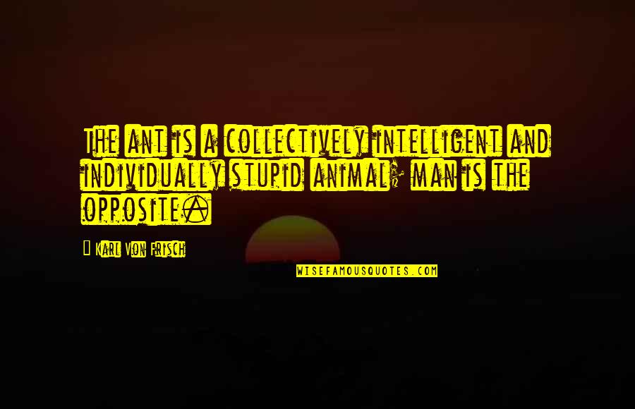 Freestyling Rap Quotes By Karl Von Frisch: The ant is a collectively intelligent and individually Freestyling Rap Quotes By Karl Von Frisch: The ant is a collectively intelligent and individually