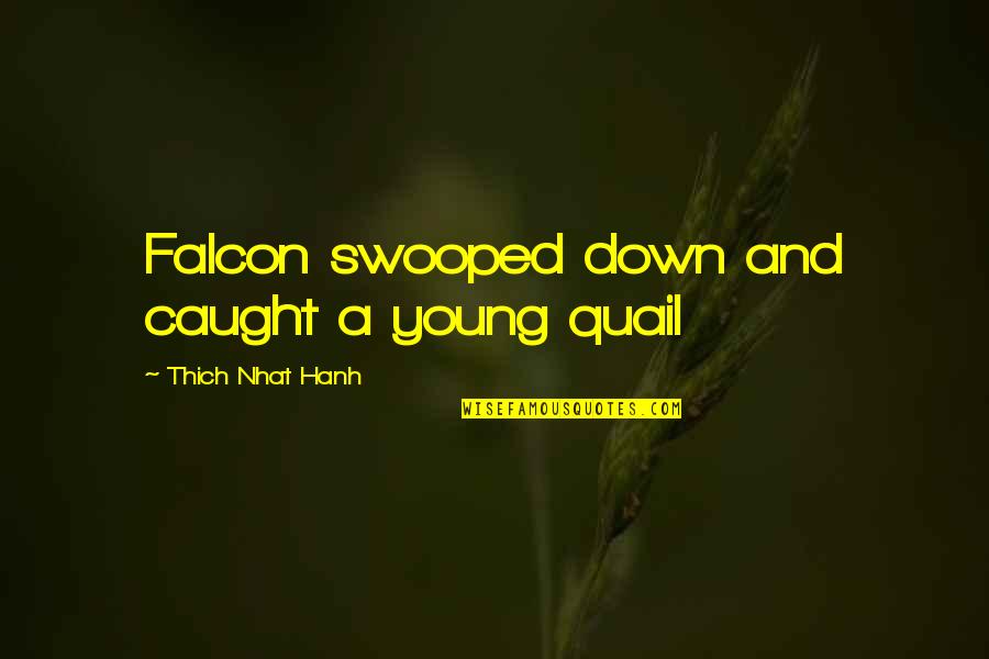 Fuir Past Quotes By Thich Nhat Hanh: Falcon swooped down and caught a young quail