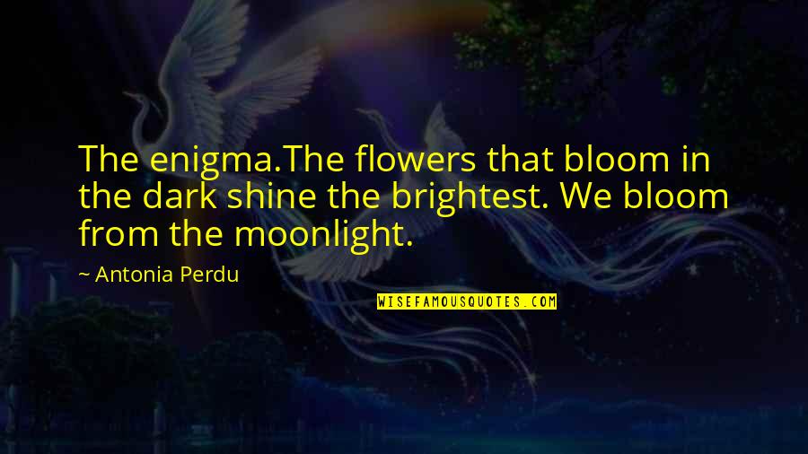 Fun Derby Quotes By Antonia Perdu: The enigma.The flowers that bloom in the dark Fun Derby Quotes By Antonia Perdu: The enigma.The flowers that bloom in the dark