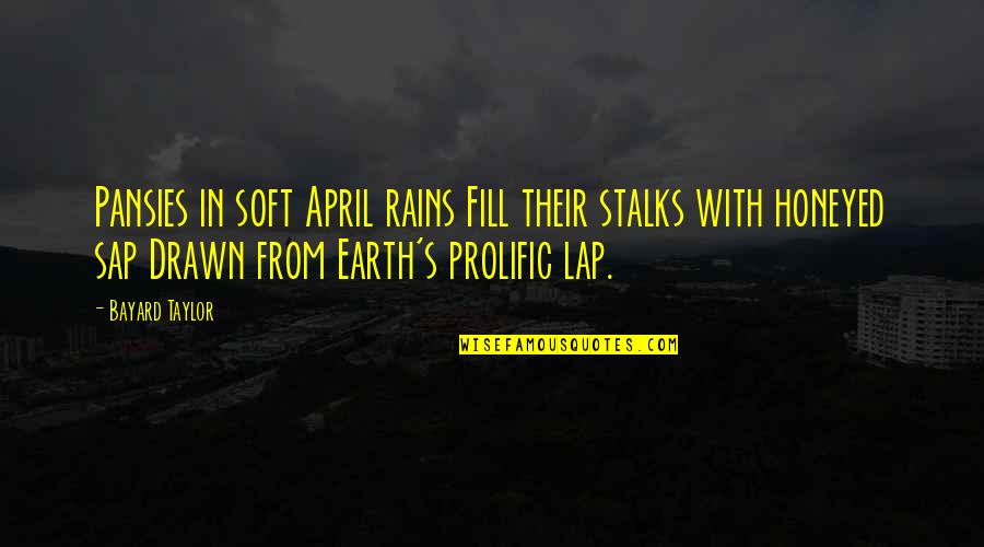 Funny Culture Quotes By Bayard Taylor: Pansies in soft April rains Fill their stalks Funny Culture Quotes By Bayard Taylor: Pansies in soft April rains Fill their stalks