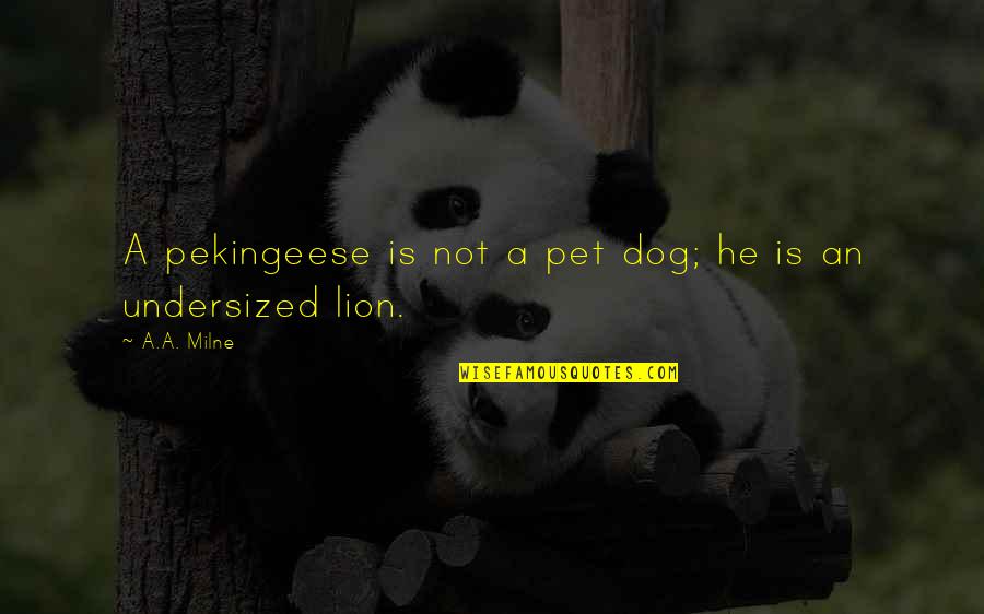 Funny Pet Dog Quotes By A.A. Milne: A pekingeese is not a pet dog; he
